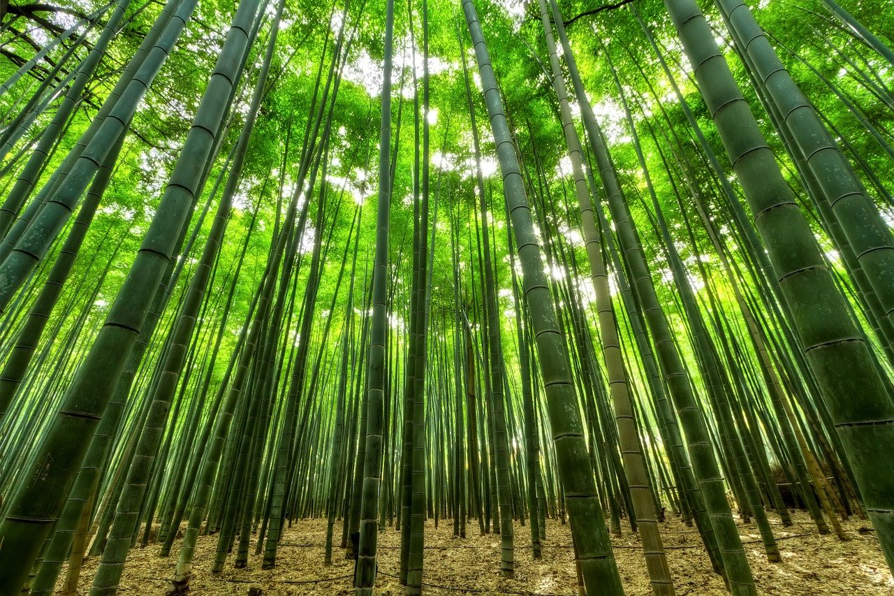 Profitable bamboo plantation as environmental saviour