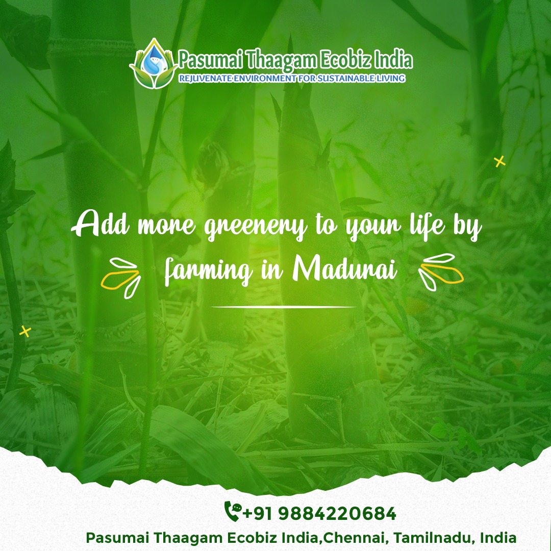 Bamboo farming in Madurai and prospects of prosperity - Pasumai Thaagam Organics
